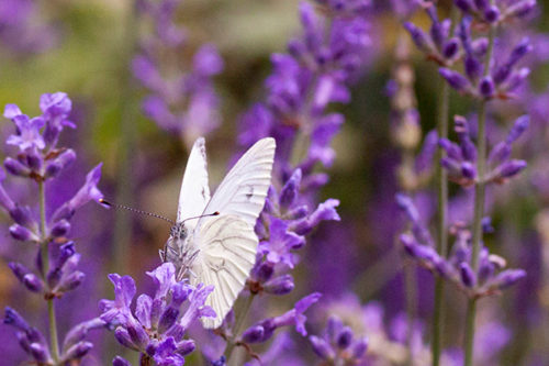 schmetterling